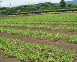 伝伝生姜セット